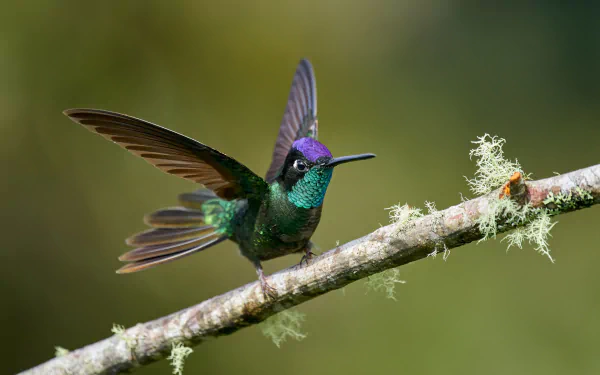 4K Ultra HD desktop wallpaper of a vibrant hummingbird with iridescent green and purple feathers perched on a lichen-covered branch against a blurred green background.