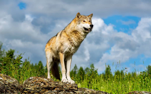 Animal wolfdog HD Desktop Wallpaper | Background Image