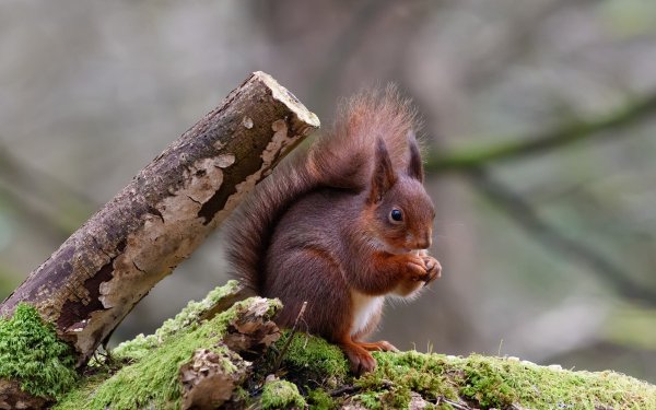 Animal Squirrel Rodent Moss HD Wallpaper | Background Image