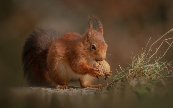 Animal Squirrel Rodent HD Wallpaper | Background Image