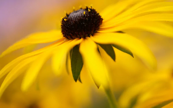rudbeckia nature black-eyed susan HD Desktop Wallpaper | Background Image