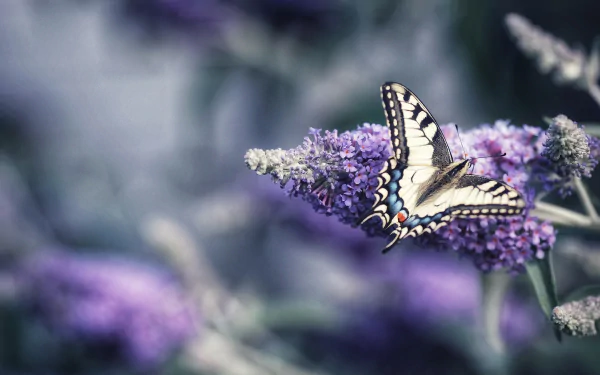 insect swallowtail butterfly flower macro Animal butterfly HD Desktop Wallpaper | Background Image