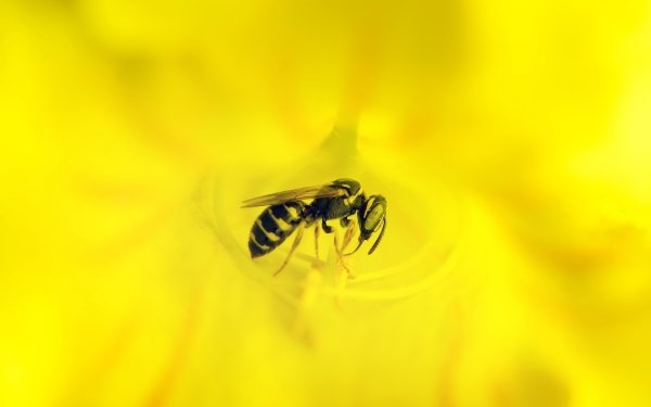 Animal Bee Insects Flower Macro HD Wallpaper | Background Image