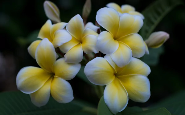 nature frangipani HD Desktop Wallpaper | Background Image