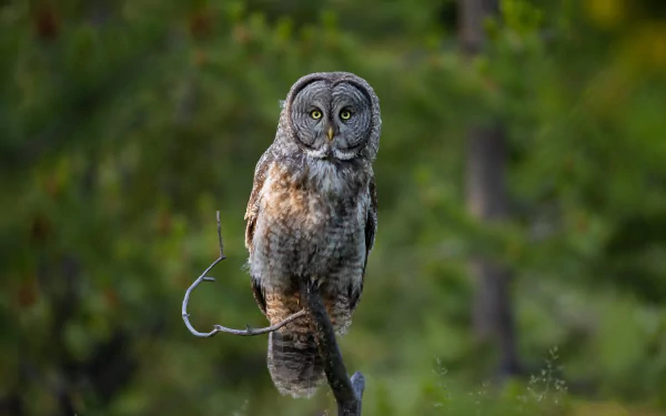 tawny owl branch bird Animal owl HD Desktop Wallpaper | Background Image