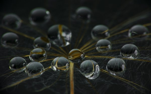 Earth Water Drop Macro Dandelion HD Wallpaper | Background Image