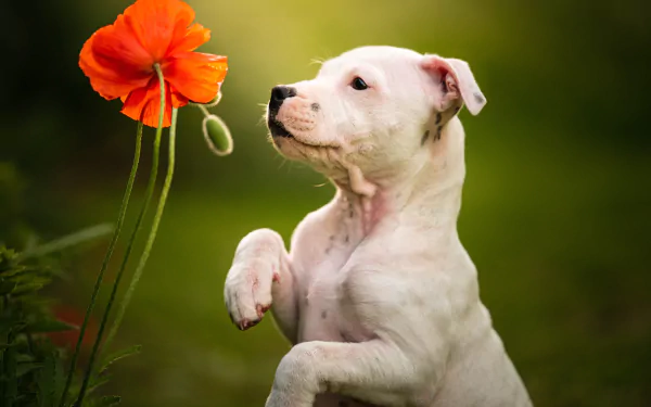 White Staffordshire Bull Terrier puppy sniffing a bright poppy flower with soft green bokeh — 2K Quad HD PC desktop wallpaper.