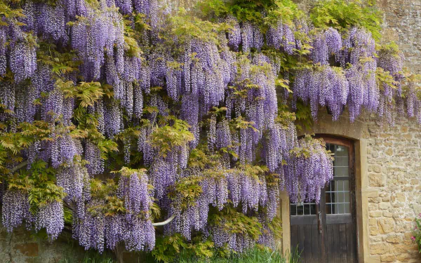 HD PC desktop wallpaper of lush purple wisteria cascading over a stone building's wall, blending nature's beauty with rustic architecture.