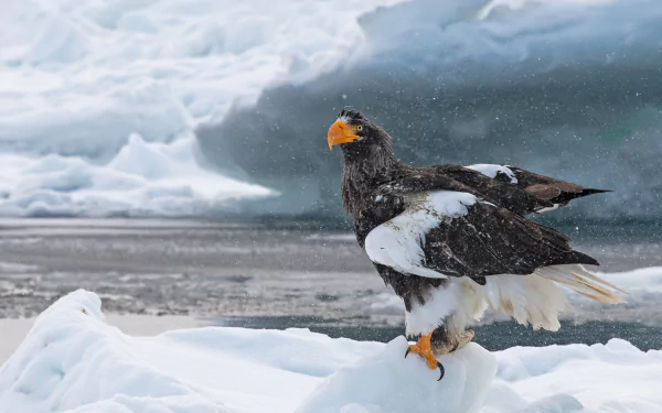 Animal Steller's Sea Eagle HD Desktop Wallpaper | Background Image