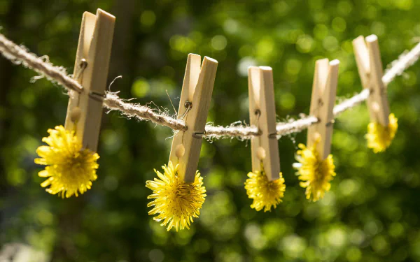 flower dandelion man made clothes pin HD Desktop Wallpaper | Background Image