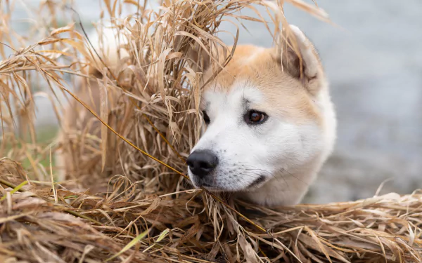 dog Animal akita HD Desktop Wallpaper | Background Image