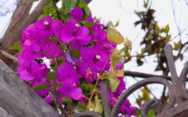  Bougainvillea Plant