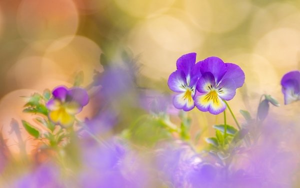Earth Pansy Flowers Flower HD Wallpaper | Background Image