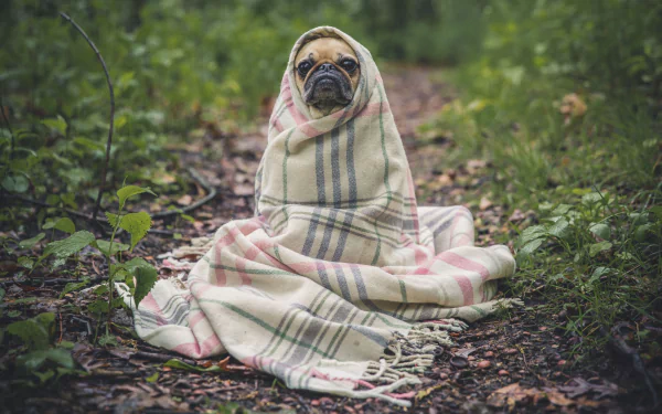 plaid dog Animal pug HD Desktop Wallpaper | Background Image