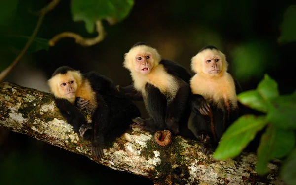 capuchin Animal monkey HD Desktop Wallpaper | Background Image