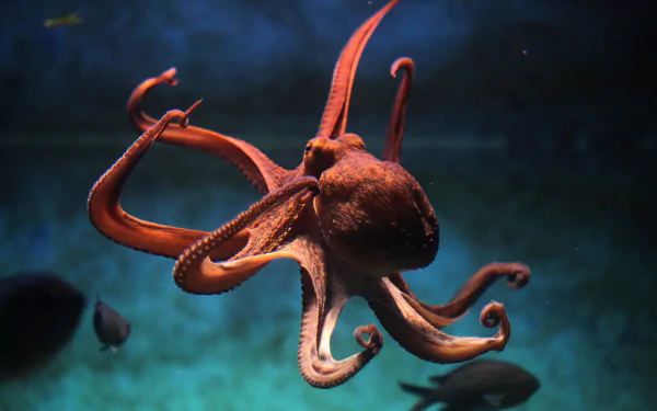 Animal octopus HD Desktop Wallpaper | Background Image