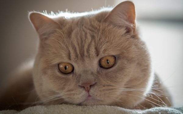 Animal British Shorthair Cats HD Wallpaper | Background Image