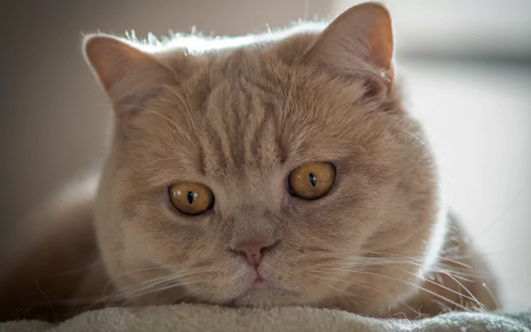 Animal British Shorthair HD Desktop Wallpaper | Background Image