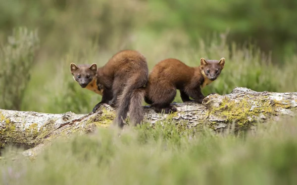 Animal marten HD Desktop Wallpaper | Background Image