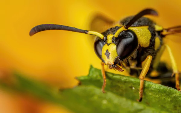 Close-up 4K Ultra HD image of a vibrant yellow and black wasp perched on a green leaf against a warm orange background, showcasing intricate details of the insect.