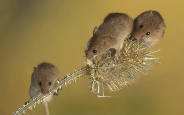 A close-up 4K Ultra HD PC wallpaper featuring three small rodents, specifically mice, perched on a spiky plant against a soft beige background.
