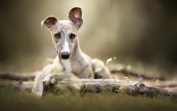dog Animal whippet HD Desktop Wallpaper | Background Image