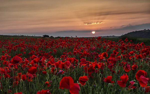 summer red flower nature sunset poppy flower summer sunset HD Desktop Wallpaper | Background Image