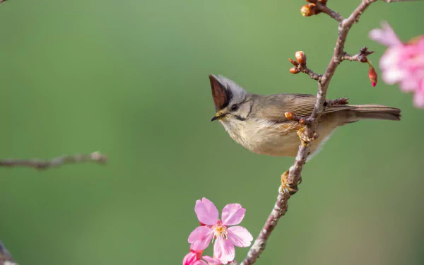  Taiwan Yuhina (yuhina brunneiceps)