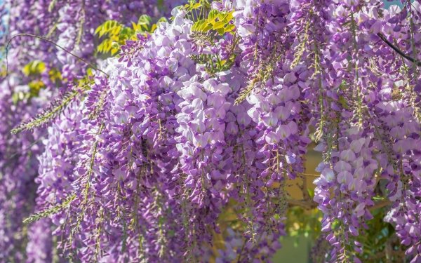 Earth Wisteria Flowers Blossom Flower HD Wallpaper | Background Image