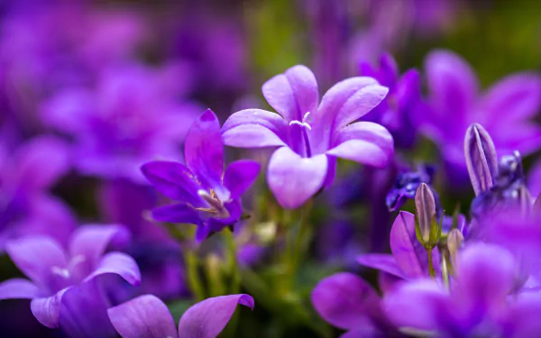 campanula depth of field flower nature bellflower HD Desktop Wallpaper | Background Image