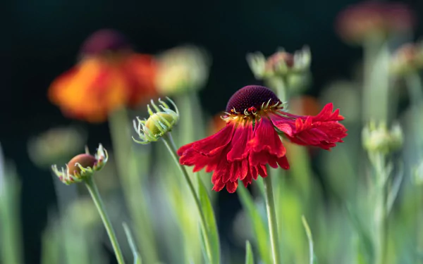 gaillardia nature flower HD Desktop Wallpaper | Background Image