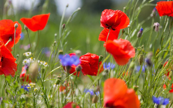 cornflower chamomile meadow flower nature poppy HD Desktop Wallpaper | Background Image
