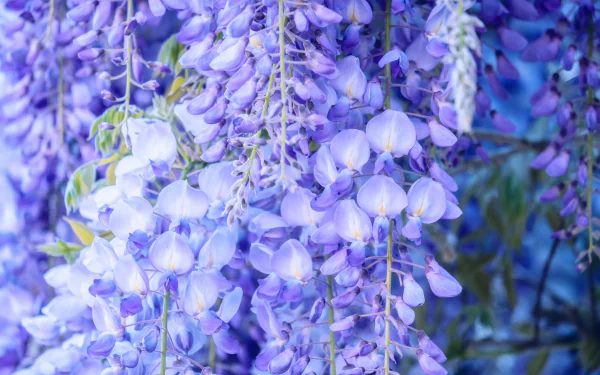 Close-up of delicate purple wisteria flowers in full bloom, captured in vibrant 4K Ultra HD, highlighting nature's intricate beauty for a stunning desktop wallpaper.