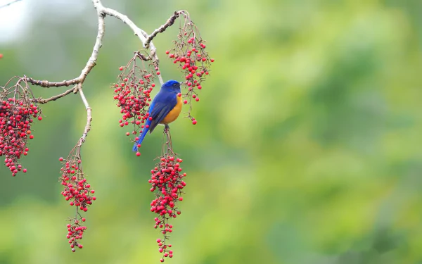  Vivid Niltava (niltava vivida)