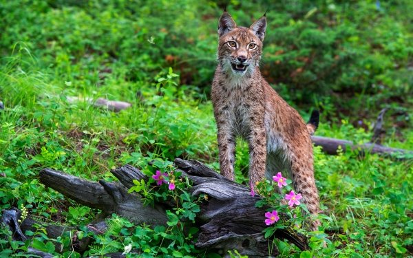 Animal Lynx Cats HD Wallpaper | Background Image