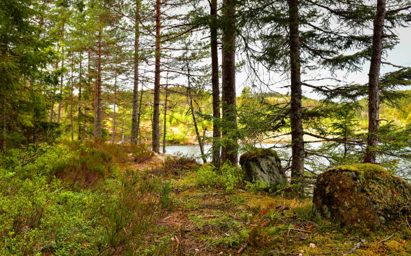 river spruce stump nature forest HD Desktop Wallpaper | Background Image