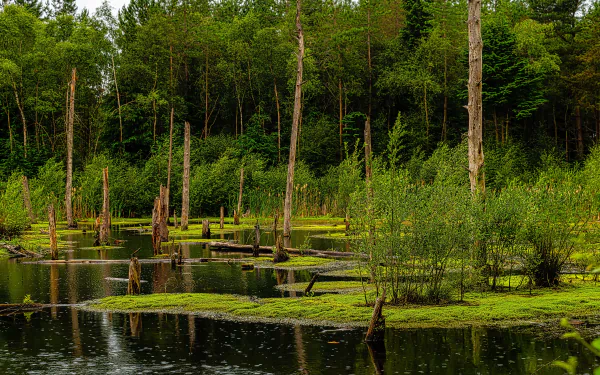 bush pond forest nature swamp HD Desktop Wallpaper | Background Image