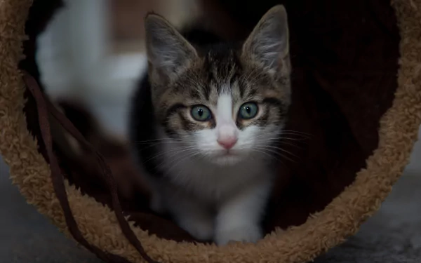 kitten Animal cat HD Desktop Wallpaper | Background Image