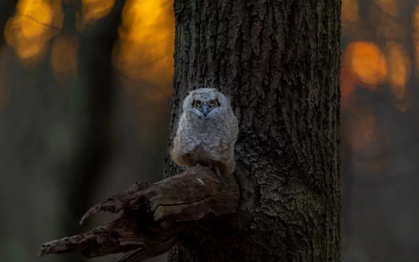 Young owlet perched on a tree stump against a warm, blurred forest dusk — detailed 5K Ultra HD PC desktop wallpaper and background of a bird/animal owl in its natural tree habitat.