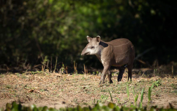 Animal tapir HD Desktop Wallpaper | Background Image