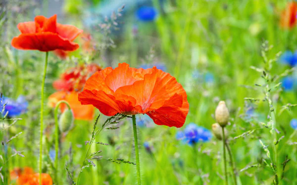 cornflower poppy summer nature flower HD Desktop Wallpaper | Background Image