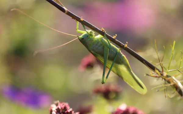 Close-up macro shot of a green grasshopper perched on a branch, captured in stunning 4K Ultra HD detail with a soft, colorful natural background.