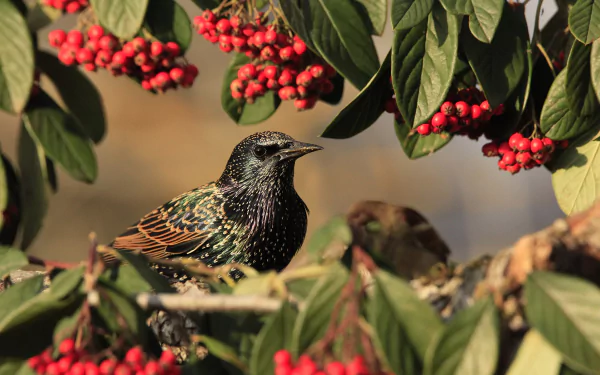 leaf branch bird berry Animal starling HD Desktop Wallpaper | Background Image