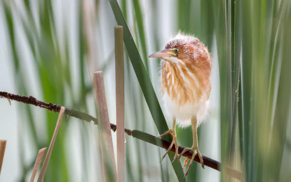 chick bird Animal heron HD Desktop Wallpaper | Background Image
