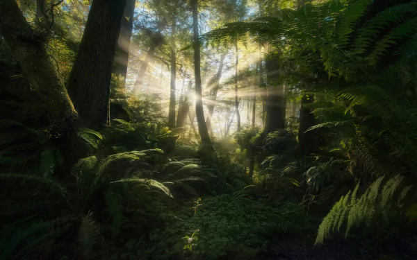 fern vegetation tree jungle nature sunbeam HD Desktop Wallpaper | Background Image