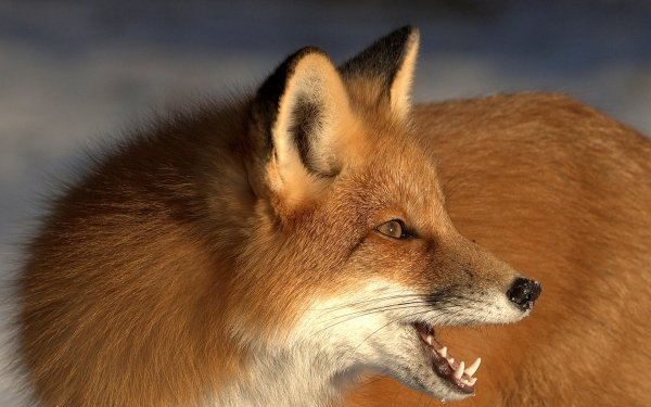 Animal Fox Muzzle HD Wallpaper | Background Image