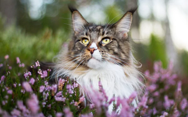 heather maine coon Animal cat HD Desktop Wallpaper | Background Image