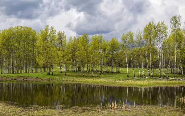 reflection forest nature birch HD Desktop Wallpaper | Background Image