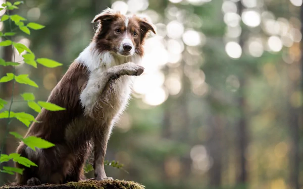 Animal border collie HD Desktop Wallpaper | Background Image