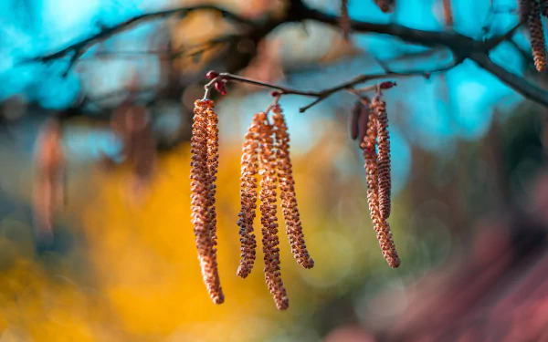4K Ultra HD PC desktop wallpaper: birch branch with dangling catkins against a vibrant teal and golden bokeh nature background.